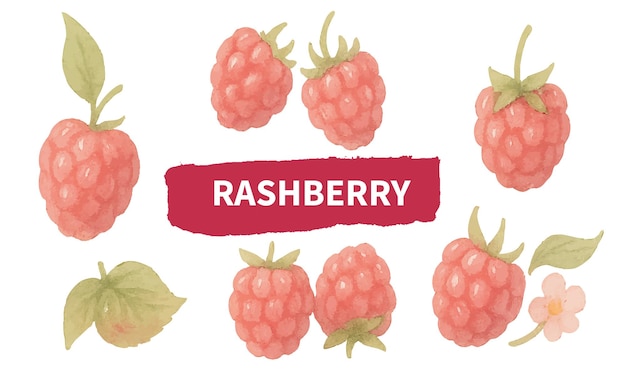 Acuarela Ilustración de frambuesa pintada a mano Clipart de bayas rojas IA generativa