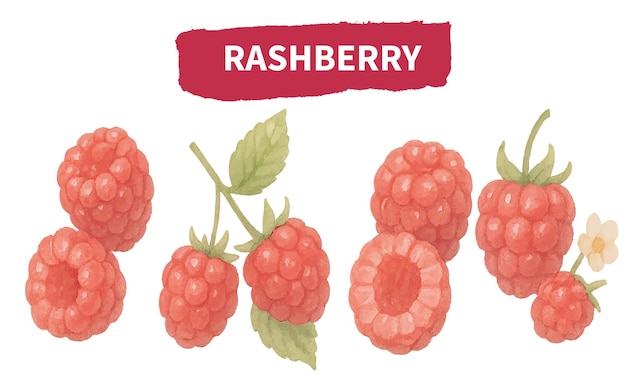Acuarela Ilustración de frambuesa pintada a mano Clipart de bayas rojas IA generativa