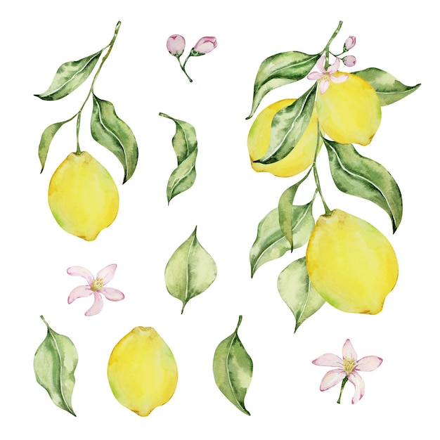 Acuarela jugosa limón y hojas ilustración mediterránea