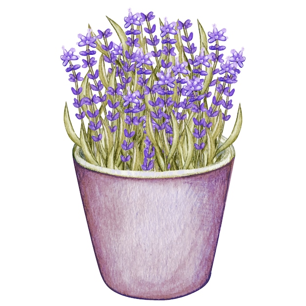 Acuarela lavanda lata olla provenza