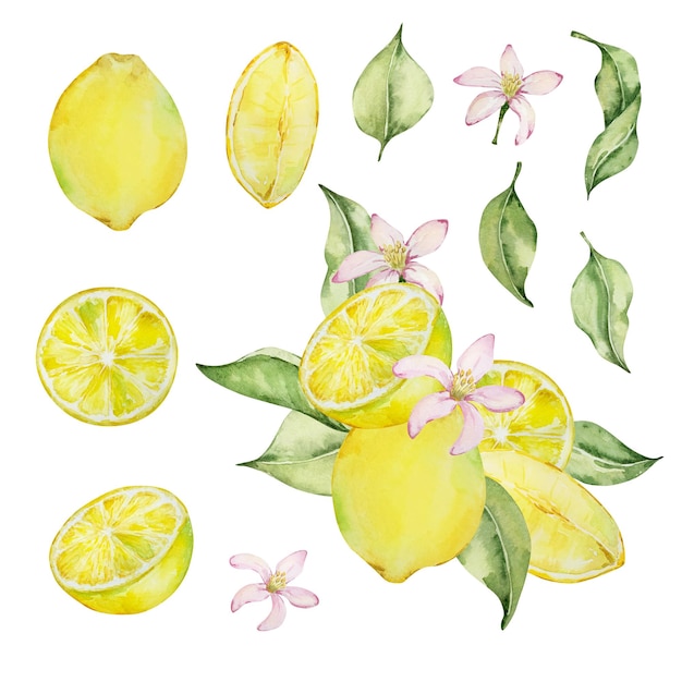 Acuarela de limón y hojas mediterráneas ilustradas para el diseño