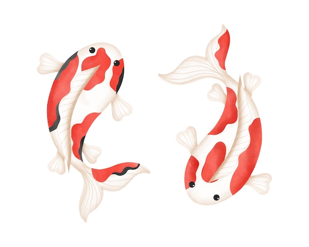 Acuarela de un lindo pez Koi aislado sobre un fondo blanco Ilustración vectorial de la cultura japonesa