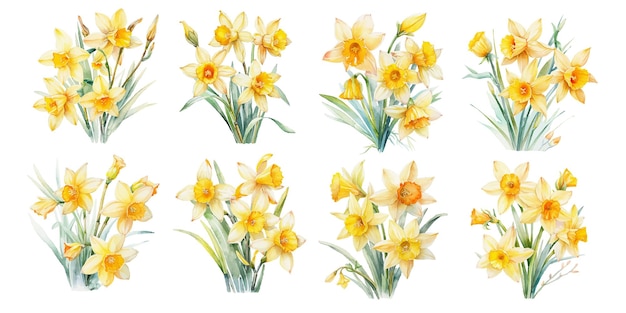 Vector acuarela narcisos clipart