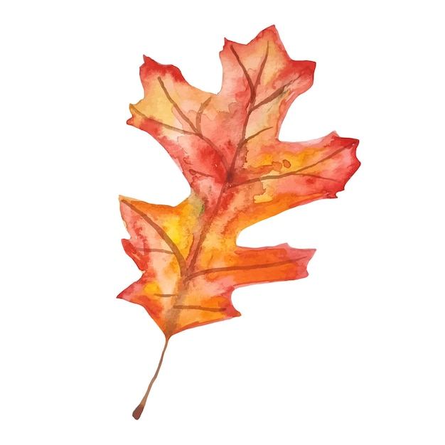 Acuarela otoño colorido roble hoja clipart aislado en blanco