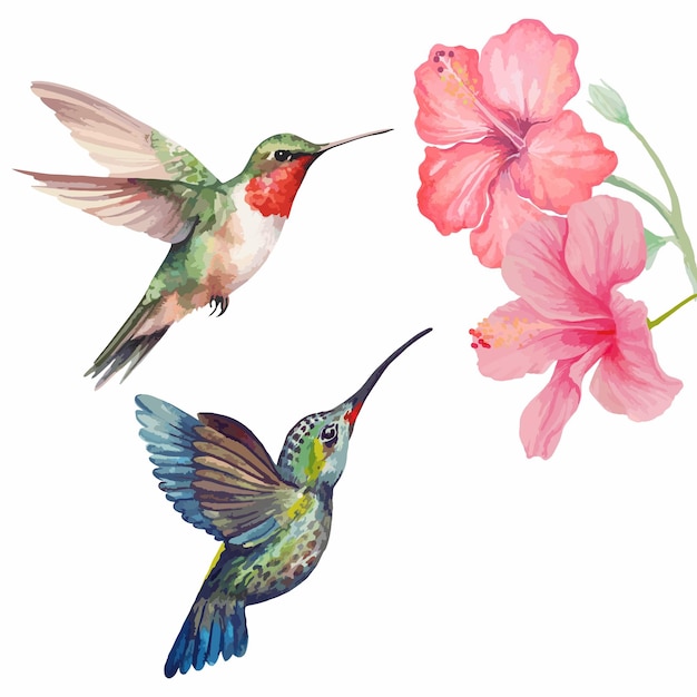 Vector acuarela de pájaro colibrí y flor de hibisco