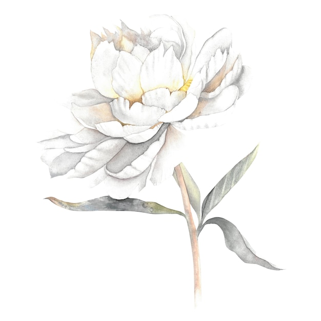 Acuarela peonía flor blanco gris cartel impresión arte hermoso rosa