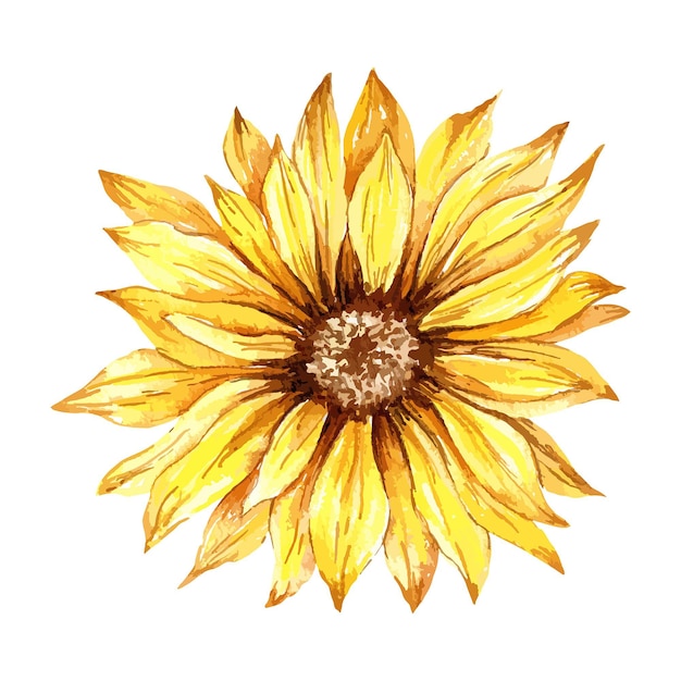 Acuarela pintada a mano girasol aislado, ilustración botánica floral