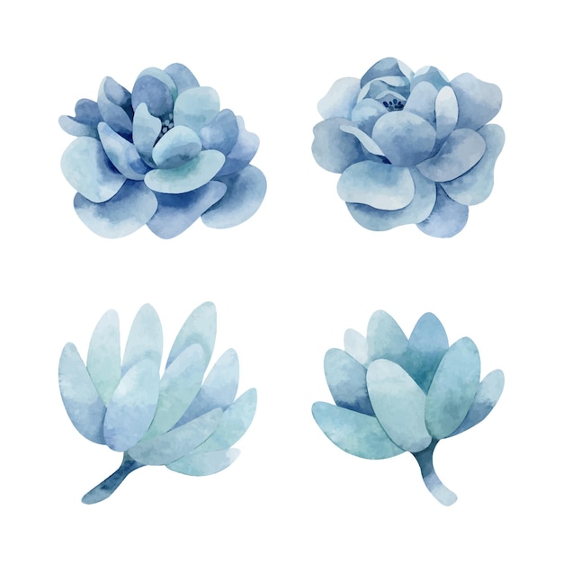 Vector acuarela simple azul peonías y suculentas clipart de flores dibujadas a mano