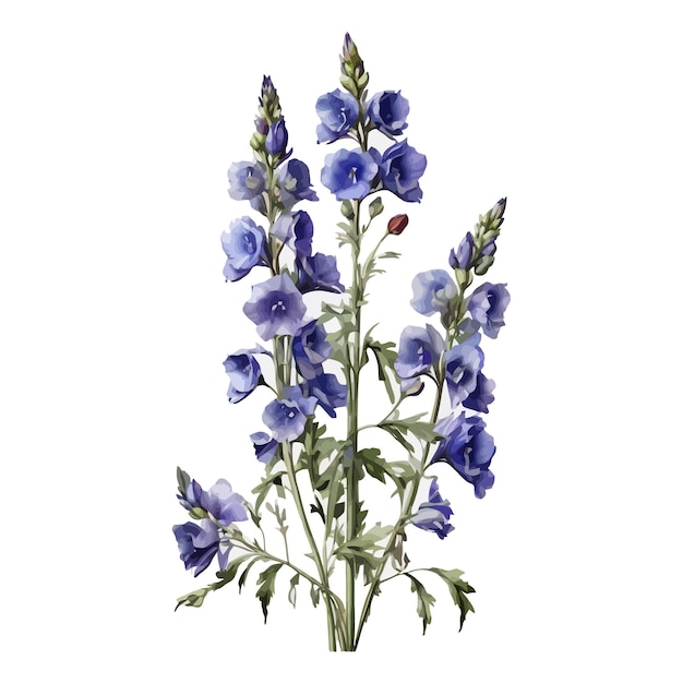 Vector acuarela de las tierras altas delphinium clipart fondo blanco editable