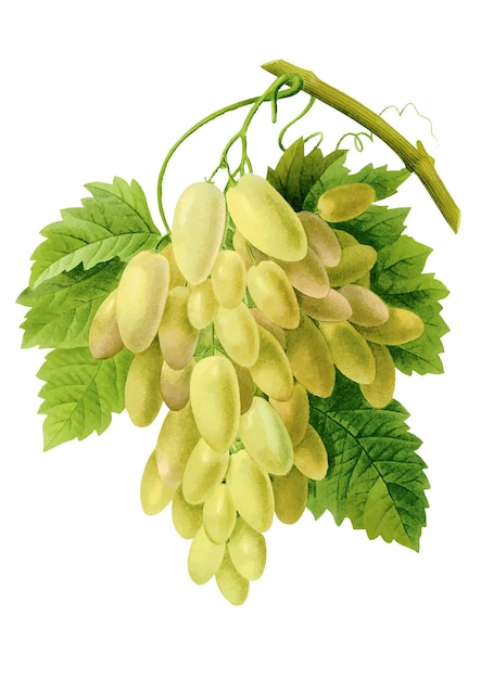 Acuarela de uvas