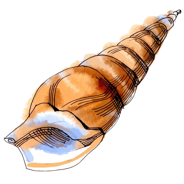 Acuarela de vector con ilustración de línea de concha de colores