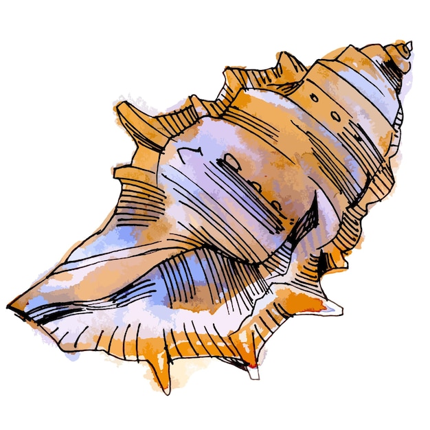Acuarela de vector con ilustración de línea de concha de colores