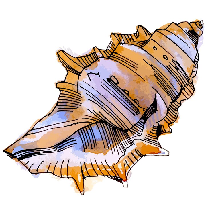 Vector acuarela de vector con ilustración de línea de concha de colores