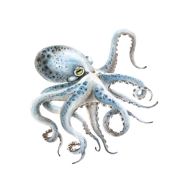 acuarela de vector de pulpo de mar azul