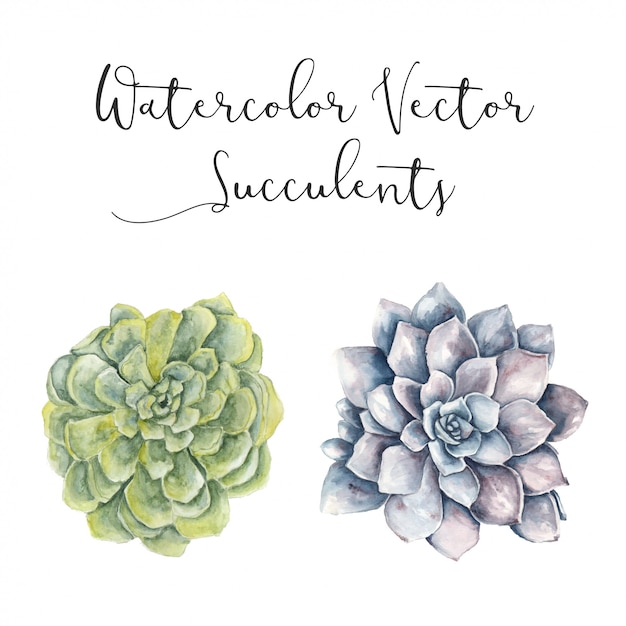 Vector acuarela vector suculenta