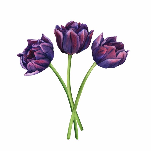 Acuarela vectorial tulipán púrpura ramo de primavera de flores violetas ilustración aislada sobre fondo blanco arte de clip floral para su diseño dibujo para pegatinas de logotipo invitación tarjeta impresa