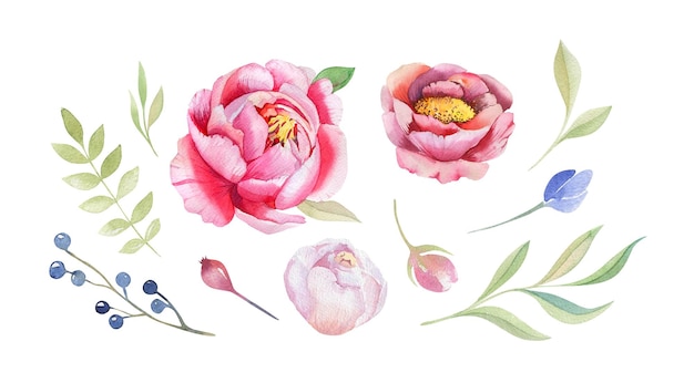 Acuarela vintage floral peonía elementos boho primavera flores y hojas hojas  bayas peonía rosa | Vector Premium