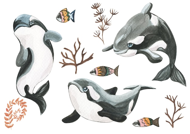 Acuarelas de orcas y peces.