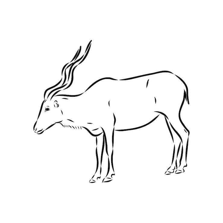 Vector addax de pie hacia los lados boceto realista animal dibujo monocromo grabado vintage arte de línea