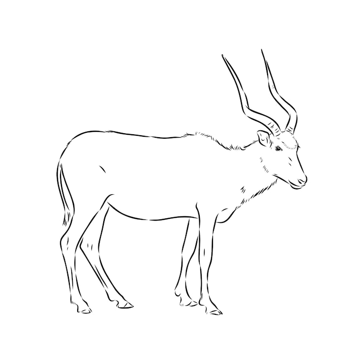 Vector addax de pie hacia los lados boceto realista animal dibujo monocromo grabado vintage arte de línea