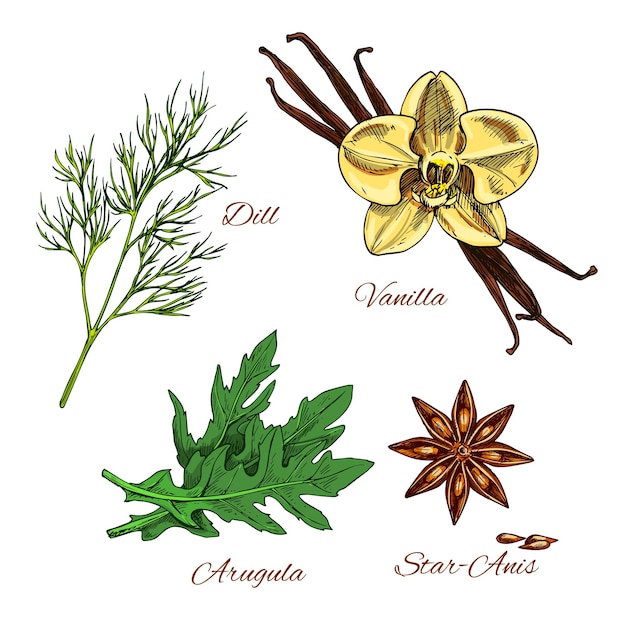 Aderezo de especias y hierbas aromáticas de boceto vectorial