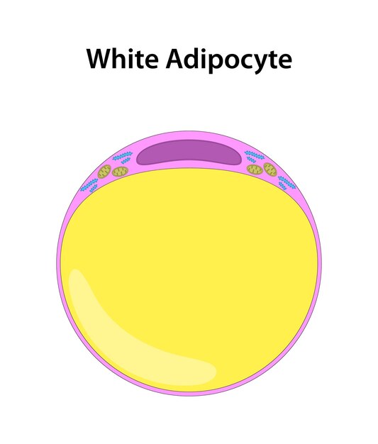 Adipocito blanco Célula grasa blanca