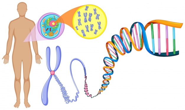 Vector adn humano de cerca