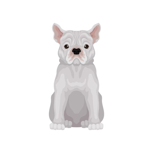 Adorable bulldog francés sentado Raza pequeña de perro doméstico Mejor amigo humano Vector plano para impresión de camiseta o póster de clínica de mascotas