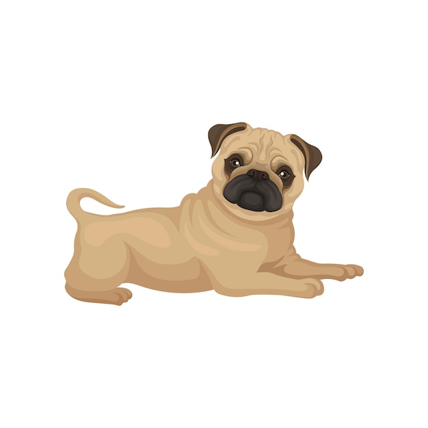 Vector adorable cachorro pug con ojos brillantes acostado aislado en fondo blanco perro pequeño con hocico arrugado