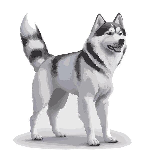 Vector adorable husky pup dibujo vectorial ilustración de calidad premium para edición gratuita