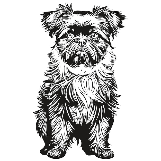 Vector affenpinscher perro realista mascota ilustración mano dibujo cara blanco y negro vector realista raza mascota