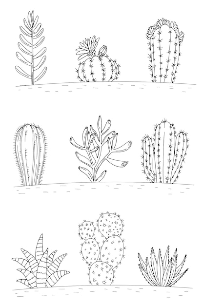 Vector afiche con adornos dibujados a mano cactus y suculentas sobre fondo blanco composición vectorial en estilo scketch