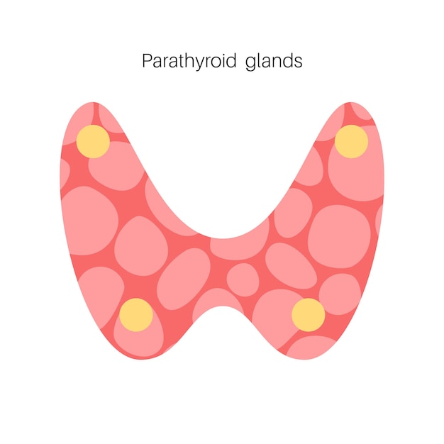 Afiche anatómico de las glándulas tiroides y paratiroides. Concepto de clínica de endocrinología.