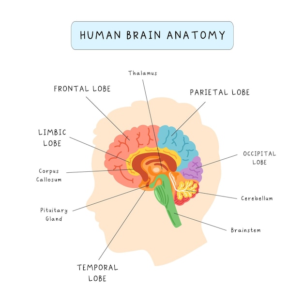 Vector afiche infográfico de anatomía del cerebro humano afiche educativo para niños que estudian material montessori