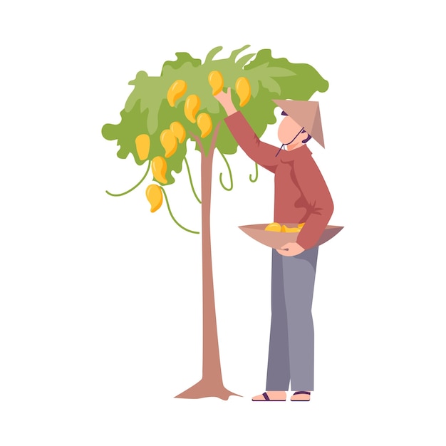 Vector agricultor asiático con sombrero cónico recogiendo frutas de la ilustración vectorial del árbol