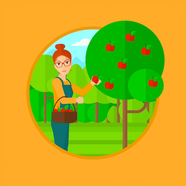 Agricultor recogiendo manzanas.