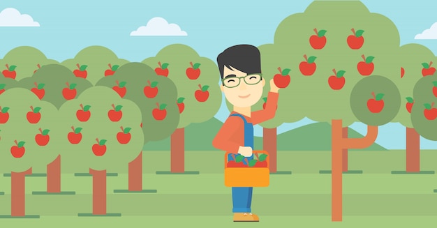 Agricultor recogiendo manzanas
