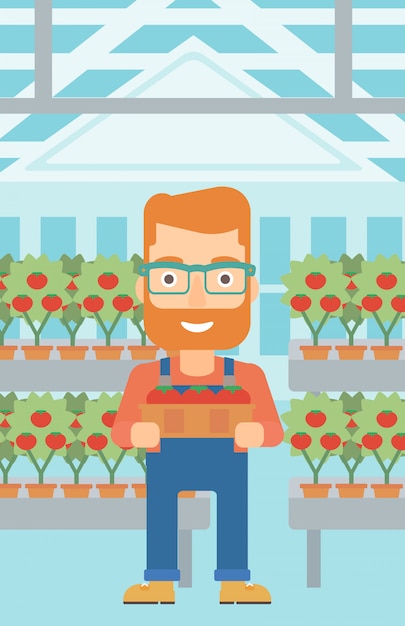 Agricultor recogiendo tomates