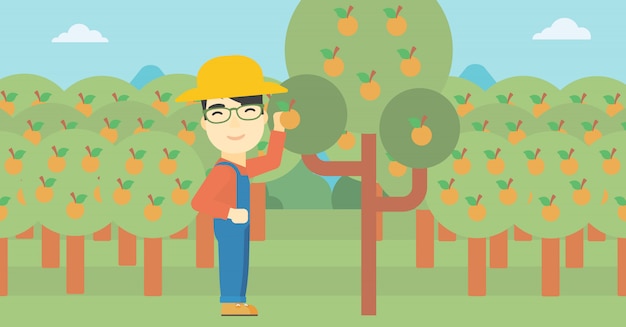 Agricultor recolectando naranjas