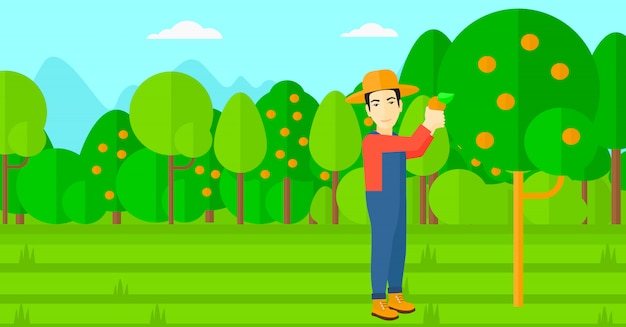 Agricultor recolectando naranjas.