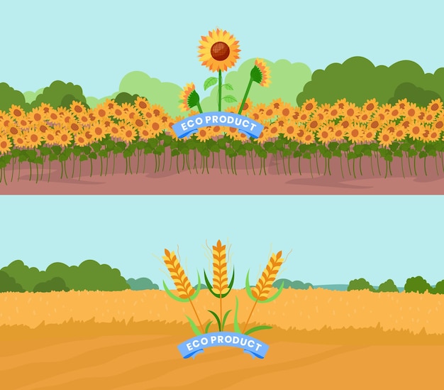 Agricultura cultural girasol granja naturaleza planta temporada fondo campo paisaje diseño dibujos animados