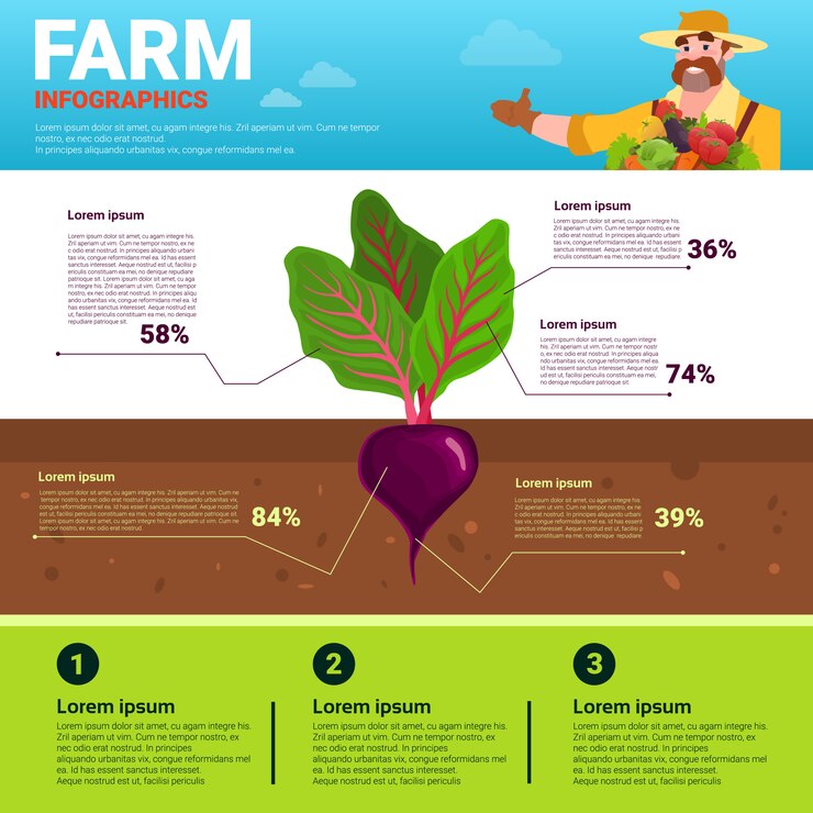 Vector agricultura infografía ecológico orgánico natural vegetal crecimiento granja producción banner