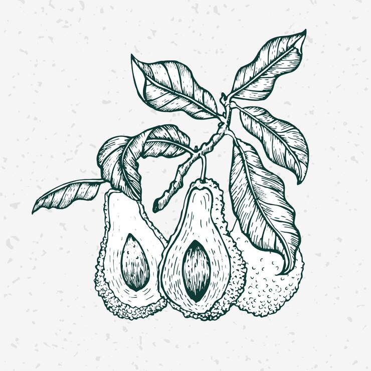 aguacate dibujado a mano