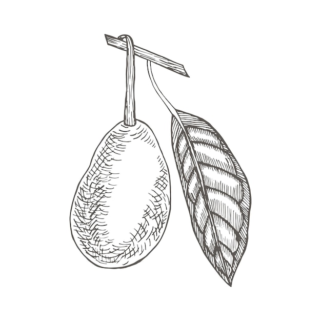 Aguacate con hoja Colección de flores y plantas dibujadas a mano Planta de fruta tropical de hoja perenne