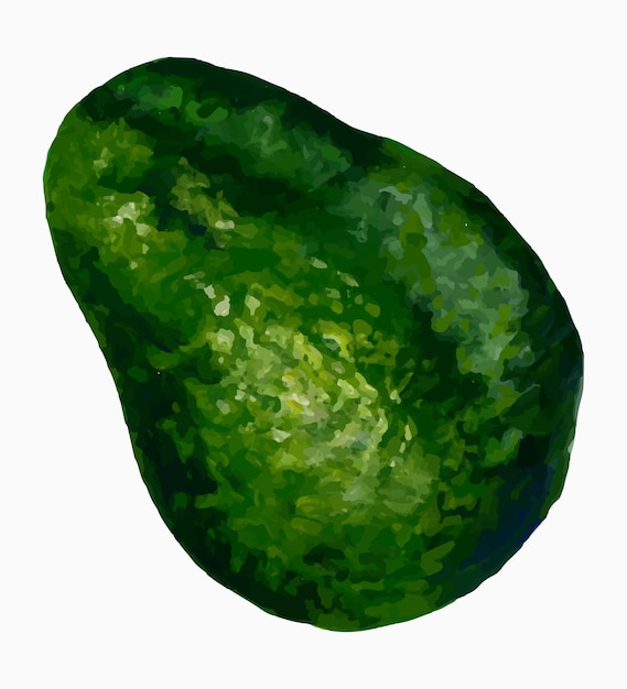 Vector aguacate maduro entero pintura acrílica rastro vectorial vegetal tropical aislado sobre fondo blanco