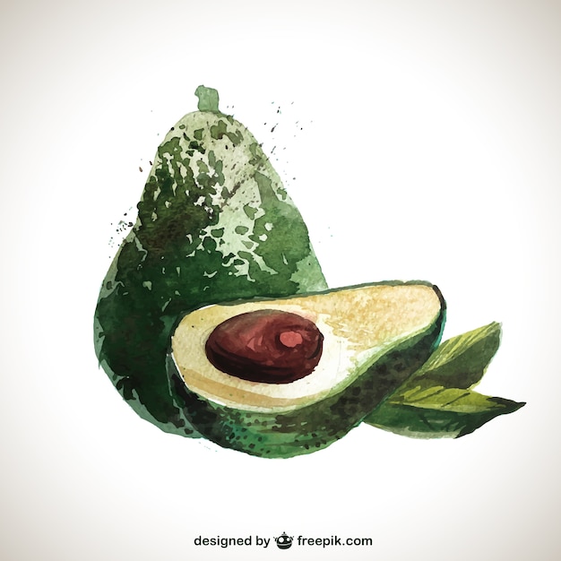 Vector aguacate pintado a mano