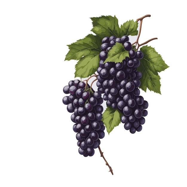Aguarela vectorial de frutas de uva clipart fondo blanco editable