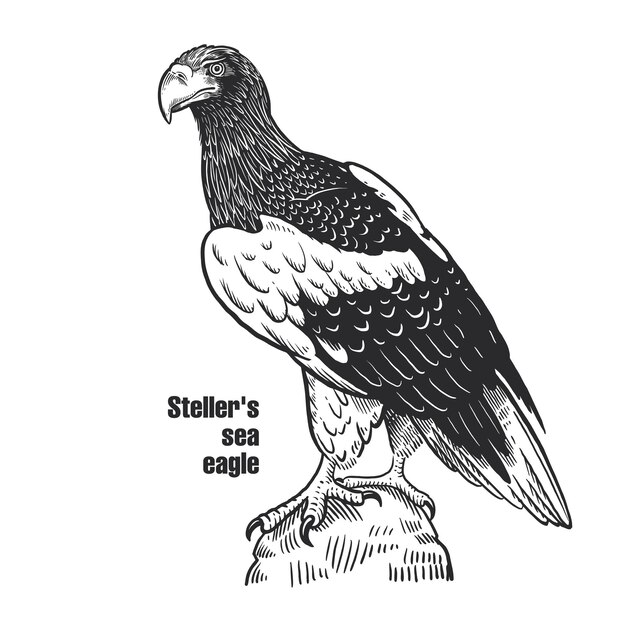 Vector Águila marina de steller ave depredadora