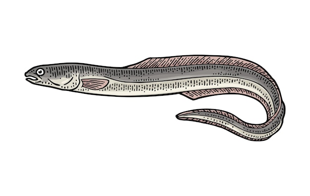 Águila de pescado entera fresca Vector grabado de cosecha