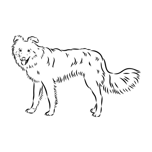 aidi perro vector boceto contorno dibujo a lápiz obra de arte personaje negro sobre fondo blanco mascota de raza realista